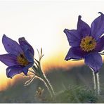 küchenschelle (pulsatilla) ....