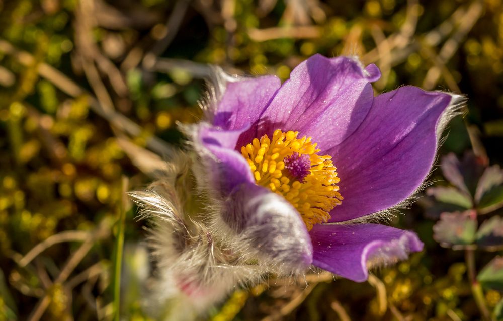 Küchenschelle, Pulsatilla