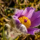 Küchenschelle, Pulsatilla