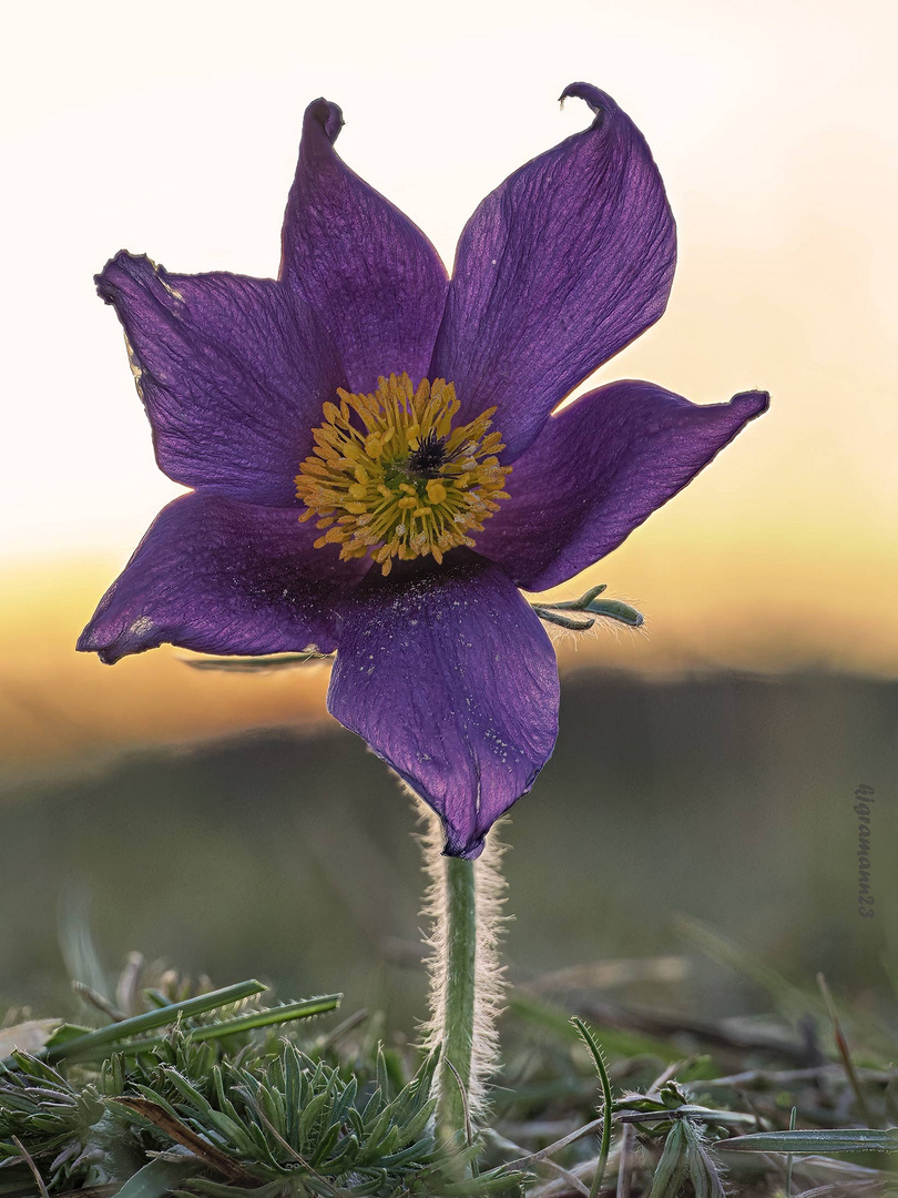 küchenschelle (pulsatilla) ....