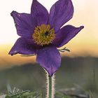 küchenschelle (pulsatilla) ....