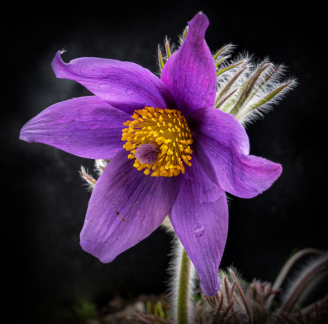 Küchenschelle, Pulsatilla halleri slavica 