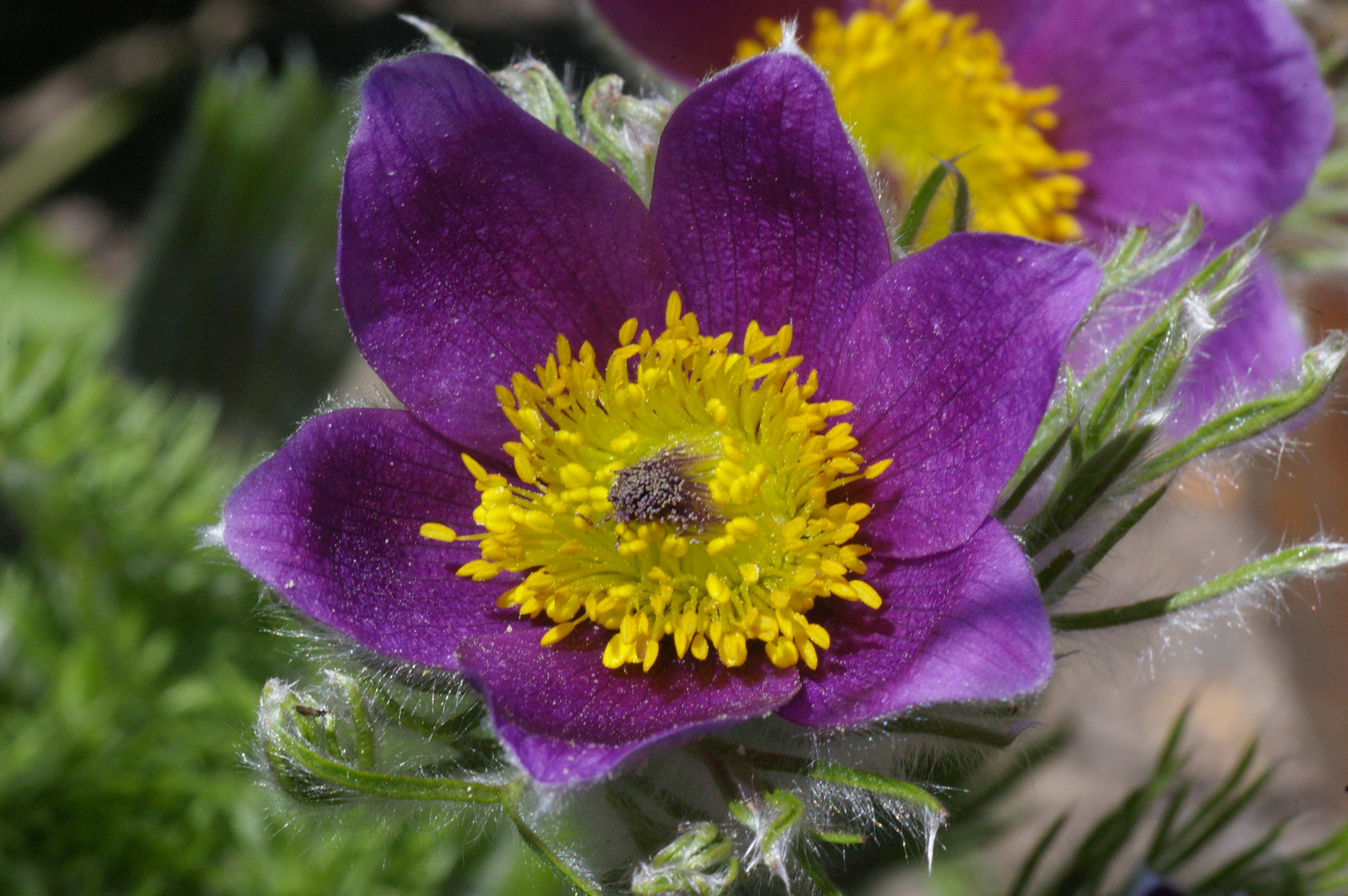 Küchenschelle (Pulsatilla) im Garten