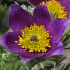 Küchenschelle (Pulsatilla) im Garten