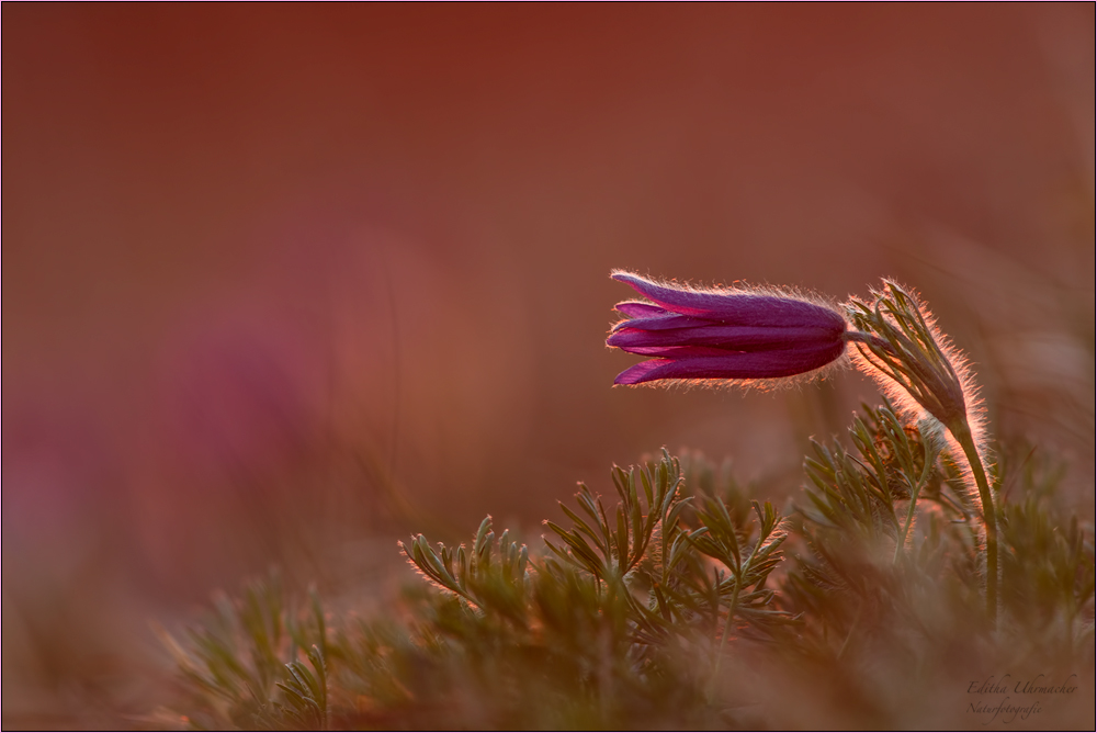 küchenschelle ( pulsatilla vulgaris ) 01/14