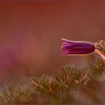 küchenschelle ( pulsatilla vulgaris ) 01/14