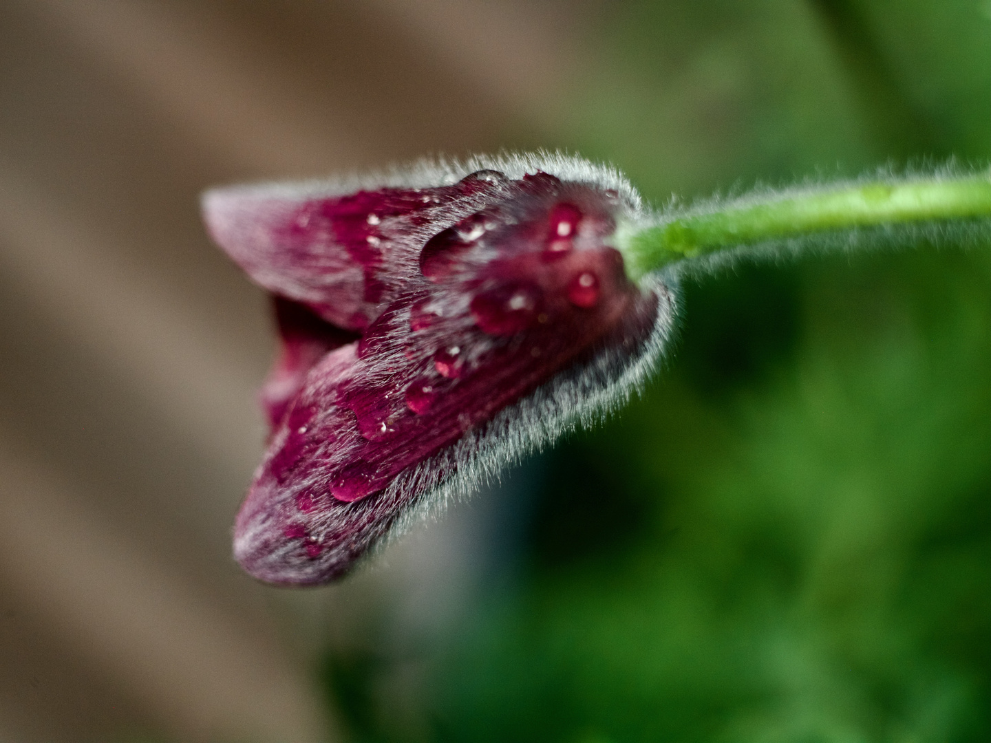 Küchenschelle, Pulsatilla vulgaris