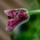 Küchenschelle, Pulsatilla vulgaris