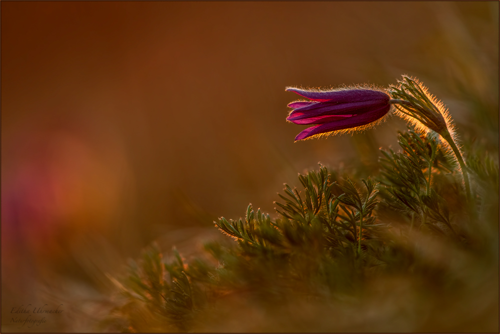 küchenschelle ( pulsatilla vulgaris ) 04/13