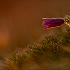 küchenschelle ( pulsatilla vulgaris ) 04/13