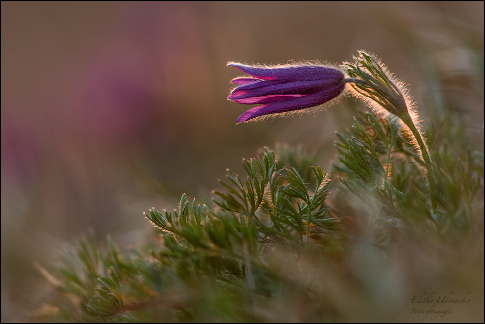 küchenschelle ( pulsatilla vulgaris ) 05/14