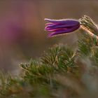 küchenschelle ( pulsatilla vulgaris ) 05/14