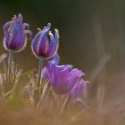 Küchenschelle ( Pulsatilla vulgaris)