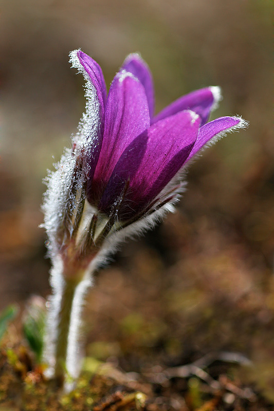 Küchenschelle (Pulsatilla vulgaris) 2