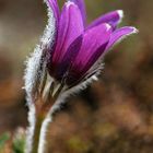 Küchenschelle (Pulsatilla vulgaris) 2