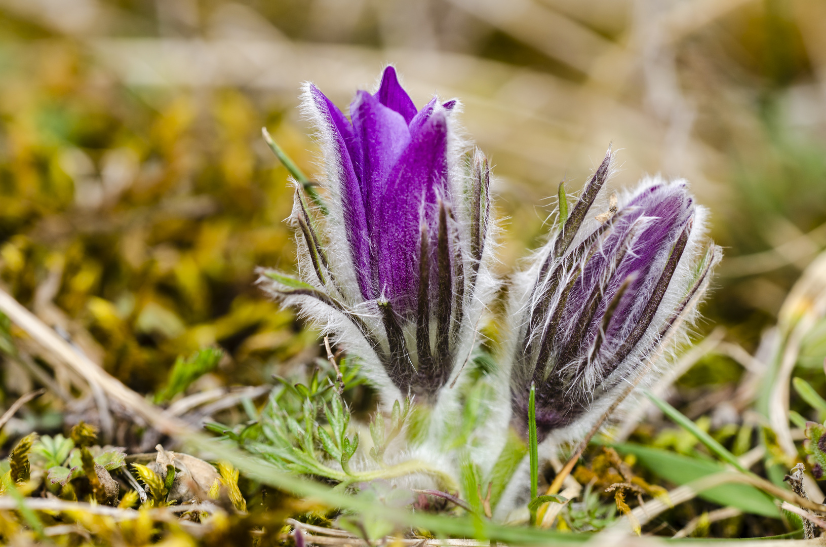 Küchenschelle (Pulsatilla vulgaris)