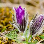 Küchenschelle (Pulsatilla vulgaris)