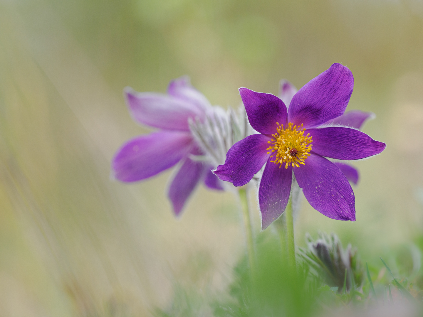 Küchenschelle  ( Pulsatilla vulgaris )