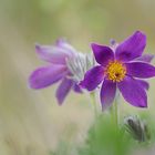 Küchenschelle  ( Pulsatilla vulgaris )