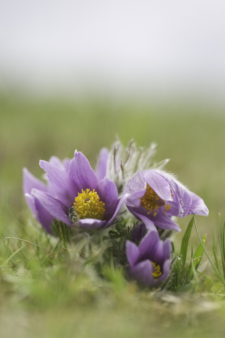 Küchenschelle, pulsatilla vulgaris