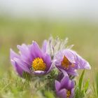 Küchenschelle, pulsatilla vulgaris