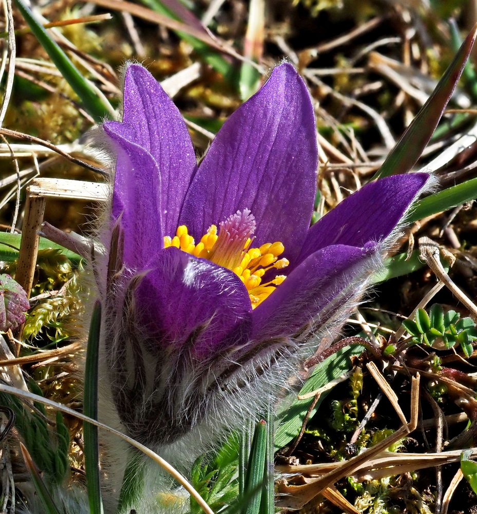 Küchenschelle (Pulsatilla vulgaris)