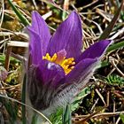 Küchenschelle (Pulsatilla vulgaris)