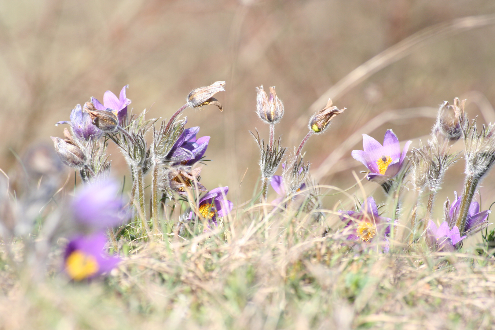 Küchenschelle - Pulsatilla vulgaris