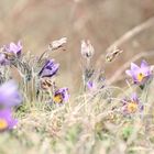 Küchenschelle - Pulsatilla vulgaris