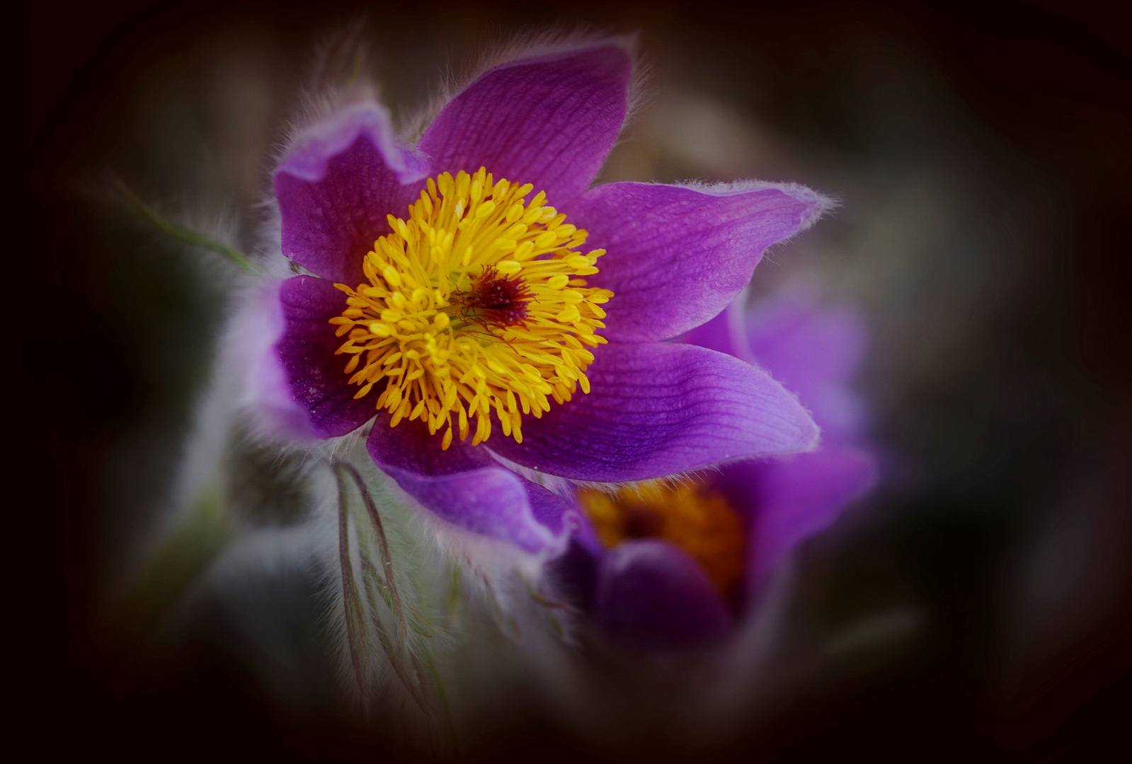 Küchenschelle , Pulsatilla vulgaris.