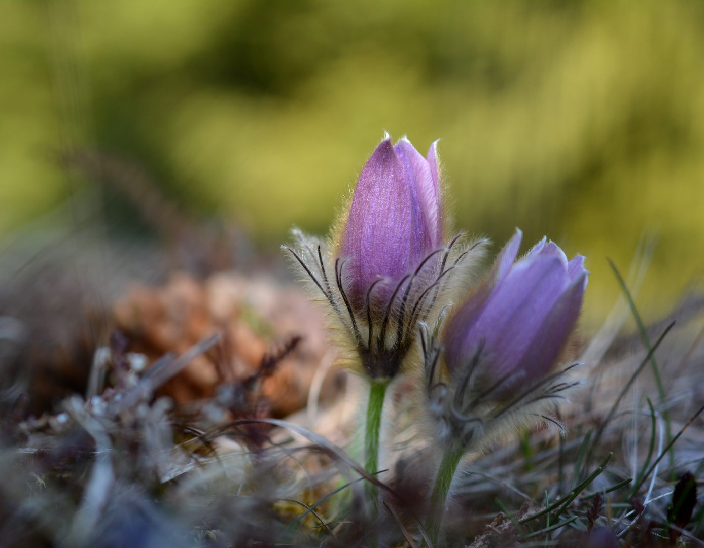 Küchenschelle (Pulsatilla vulgaris)