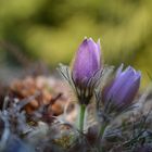 Küchenschelle (Pulsatilla vulgaris)