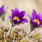 Küchenschelle (Pulsatilla vulgaris)