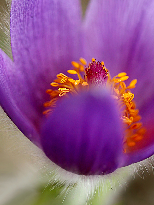 Küchenschelle (Pulsatilla vulgaris)