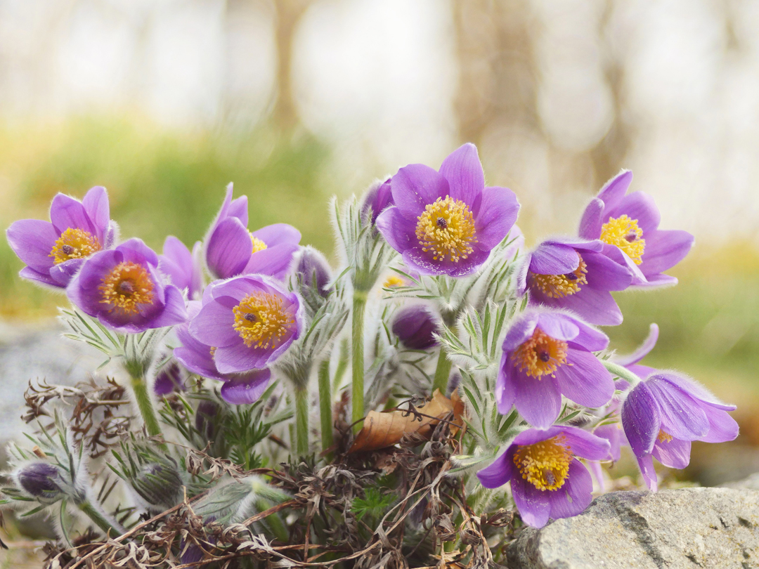 Küchenschelle, (Pulsatilla vulgaris)