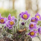 Küchenschelle, (Pulsatilla vulgaris)