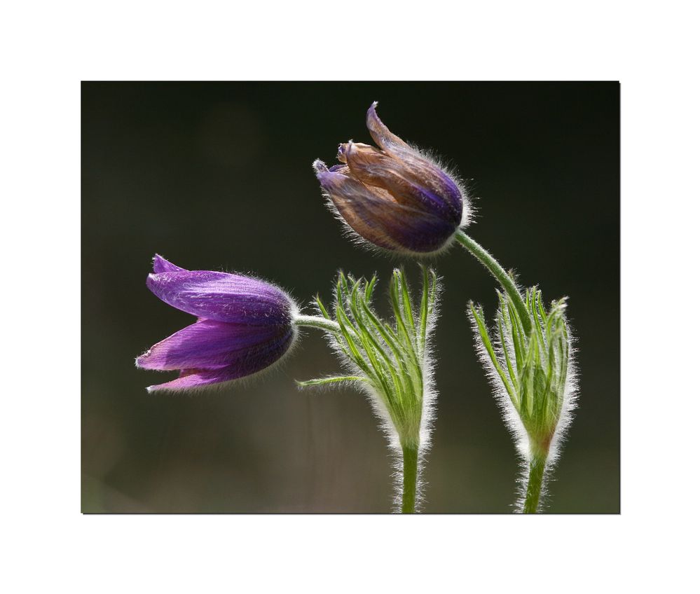 Küchenschelle [Pulsatilla vulgaris]