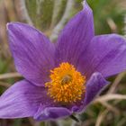 Küchenschelle (Pulsatilla vulgaris)