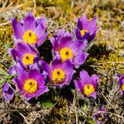 Küchenschelle (Pulsatilla vulgaris)