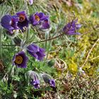 Küchenschelle (Pulsatilla vulgaris)