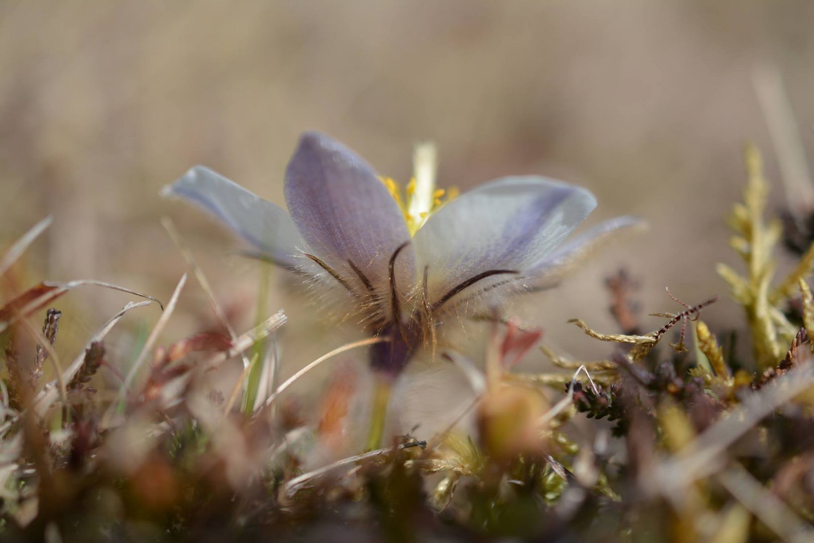 Küchenschelle (Pulsatilla vulgaris)