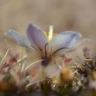 Küchenschelle (Pulsatilla vulgaris)