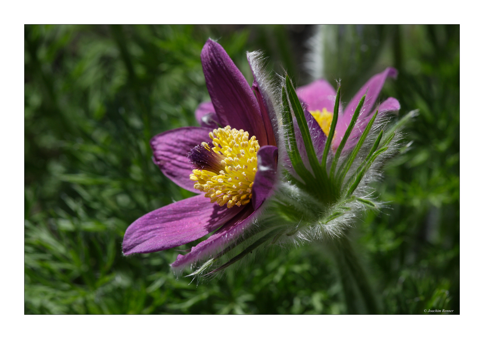 Küchenschelle (pulsatilla vulgaris)