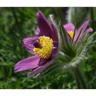 Küchenschelle (pulsatilla vulgaris)