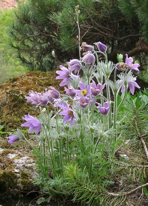 Küchenschelle (Pulsatilla vulgaris)