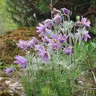 Küchenschelle (Pulsatilla vulgaris)