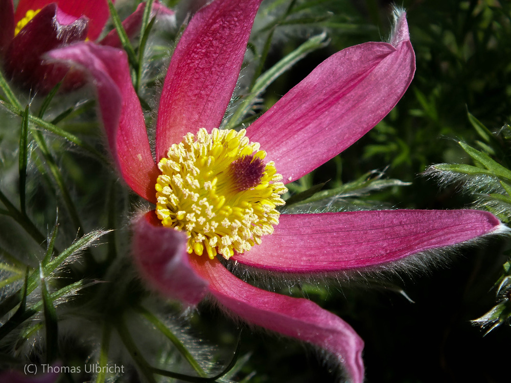 Küchenschelle (Pulsatilla vulgaris)