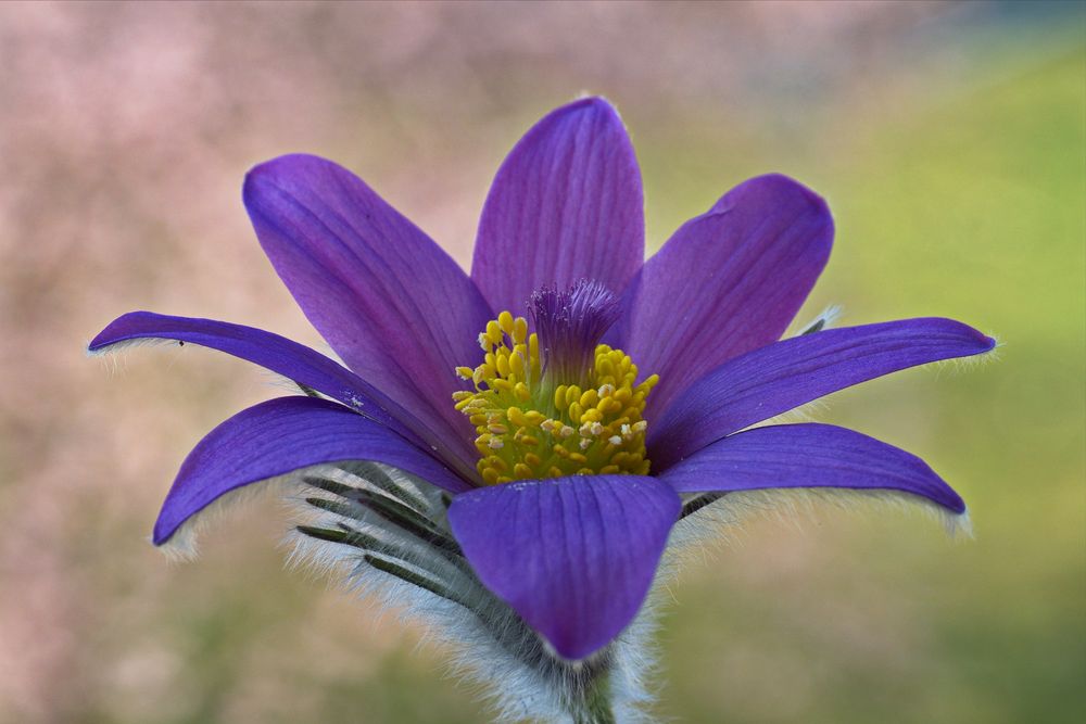 Küchenschelle (Pulsatilla vulgaris)