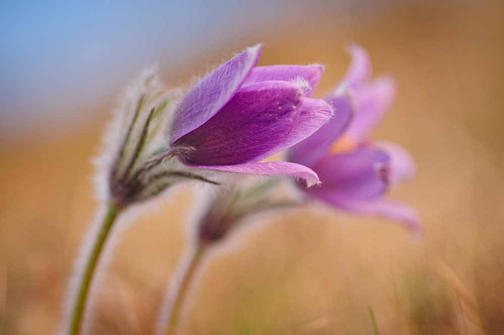 Küchenschelle ( Pulsatilla vulgaris )