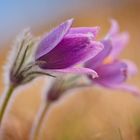 Küchenschelle ( Pulsatilla vulgaris )